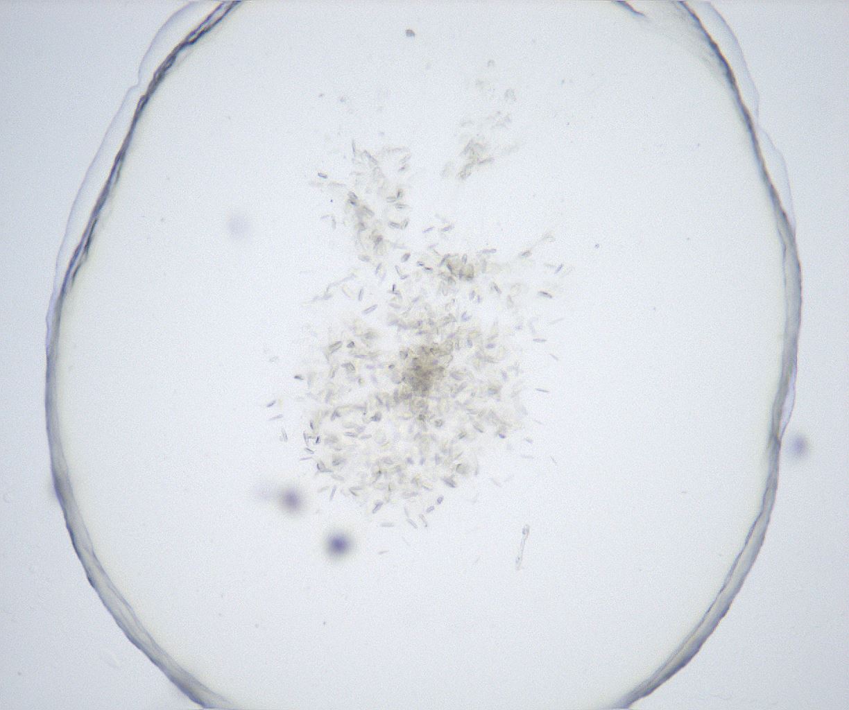 folderID527_plateID2527_batchID12501_wellNum63_profileID1_d1_r192032_ef.jpg