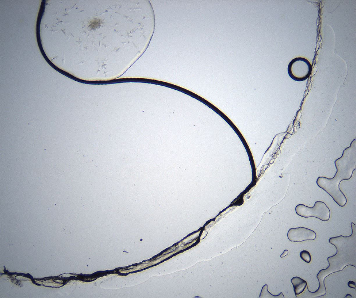 folderID527_plateID2527_batchID12501_wellNum95_profileID1_d1_r192096_ef.jpg