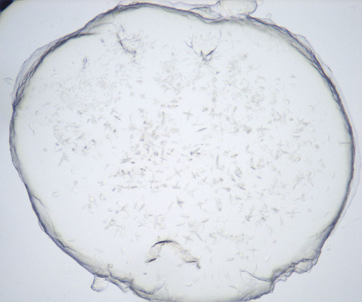 folderID528_plateID2528_batchID12500_wellNum18_profileID1_d1_r191750_ef.jpg
