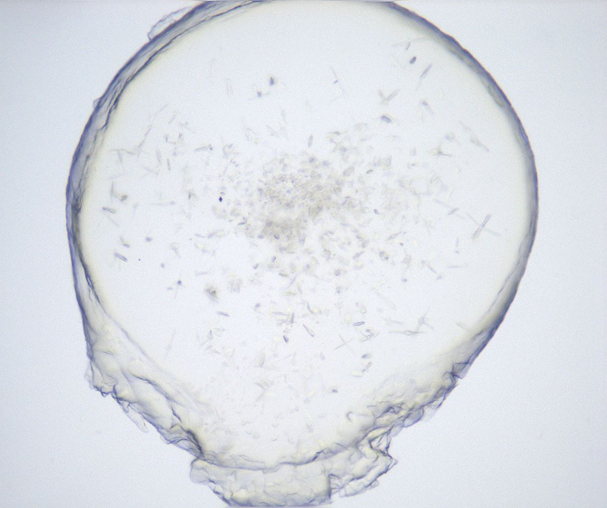 folderID528_plateID2528_batchID12500_wellNum19_profileID1_d1_r191752_ef.jpg