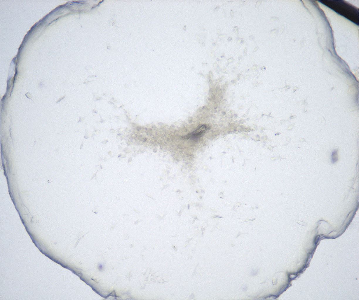 folderID528_plateID2528_batchID12500_wellNum24_profileID1_d1_r191762_ef.jpg
