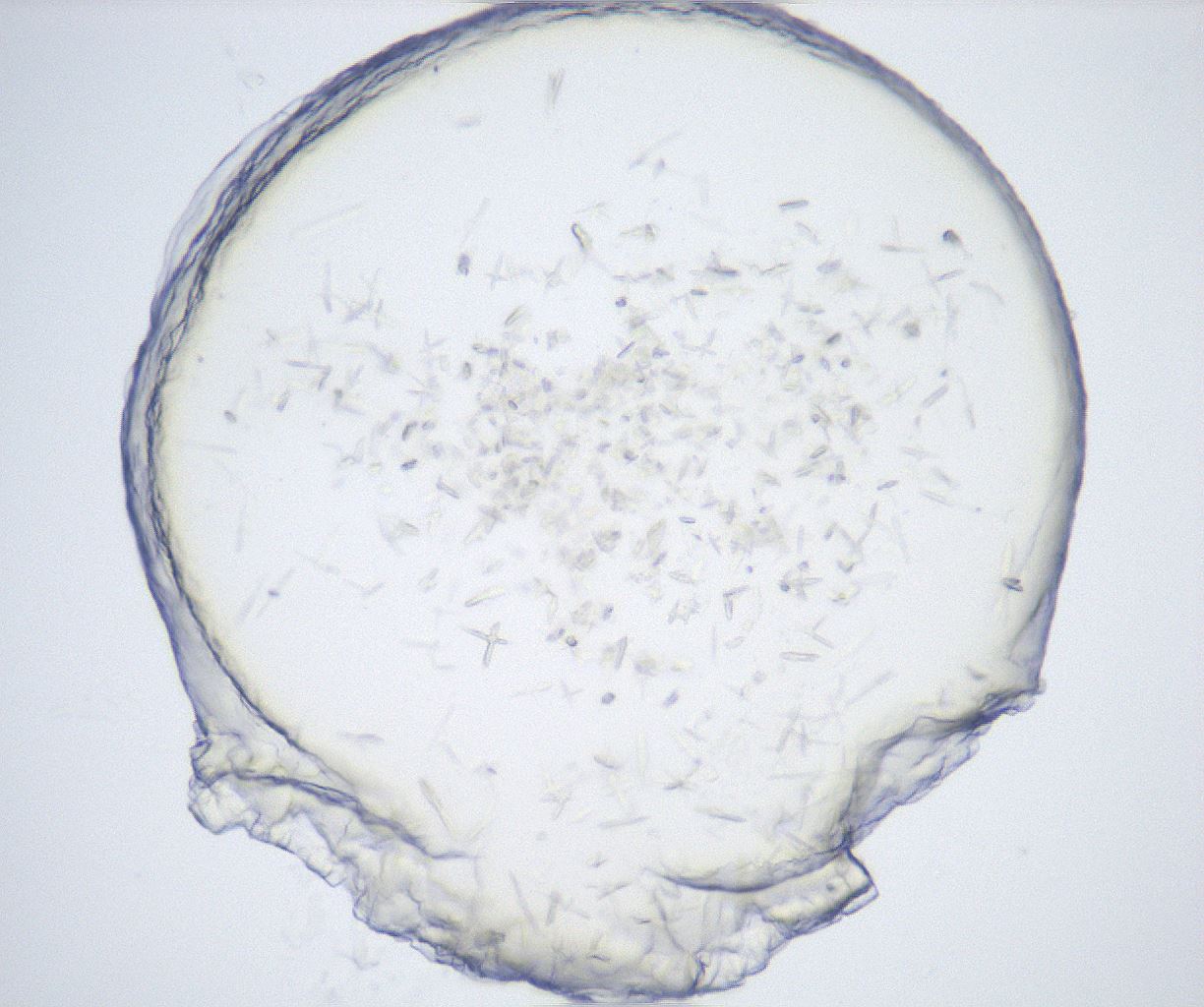 folderID528_plateID2528_batchID12500_wellNum20_profileID1_d1_r191754_ef.jpg