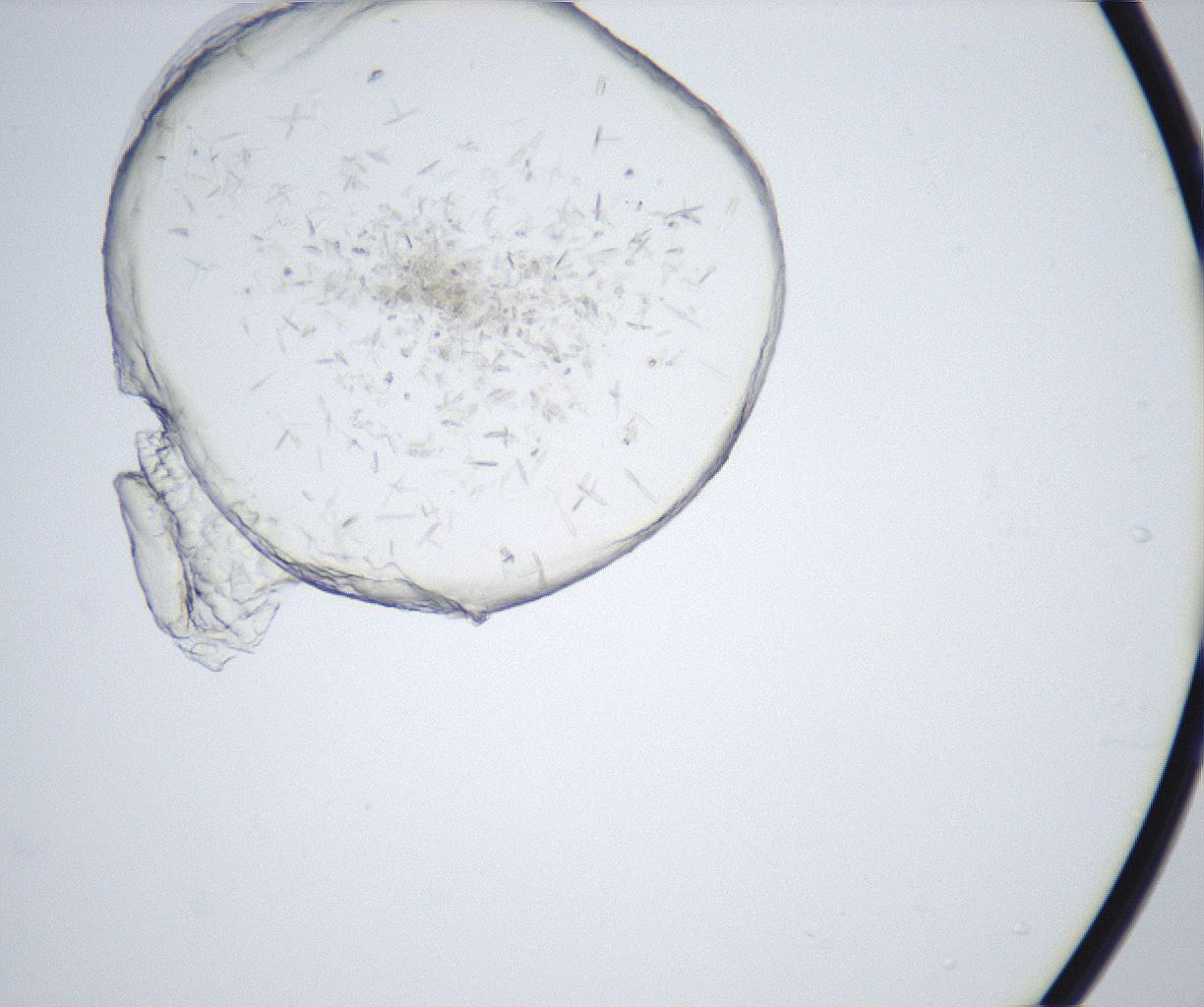 folderID528_plateID2528_batchID12500_wellNum44_profileID1_d1_r191802_ef.jpg