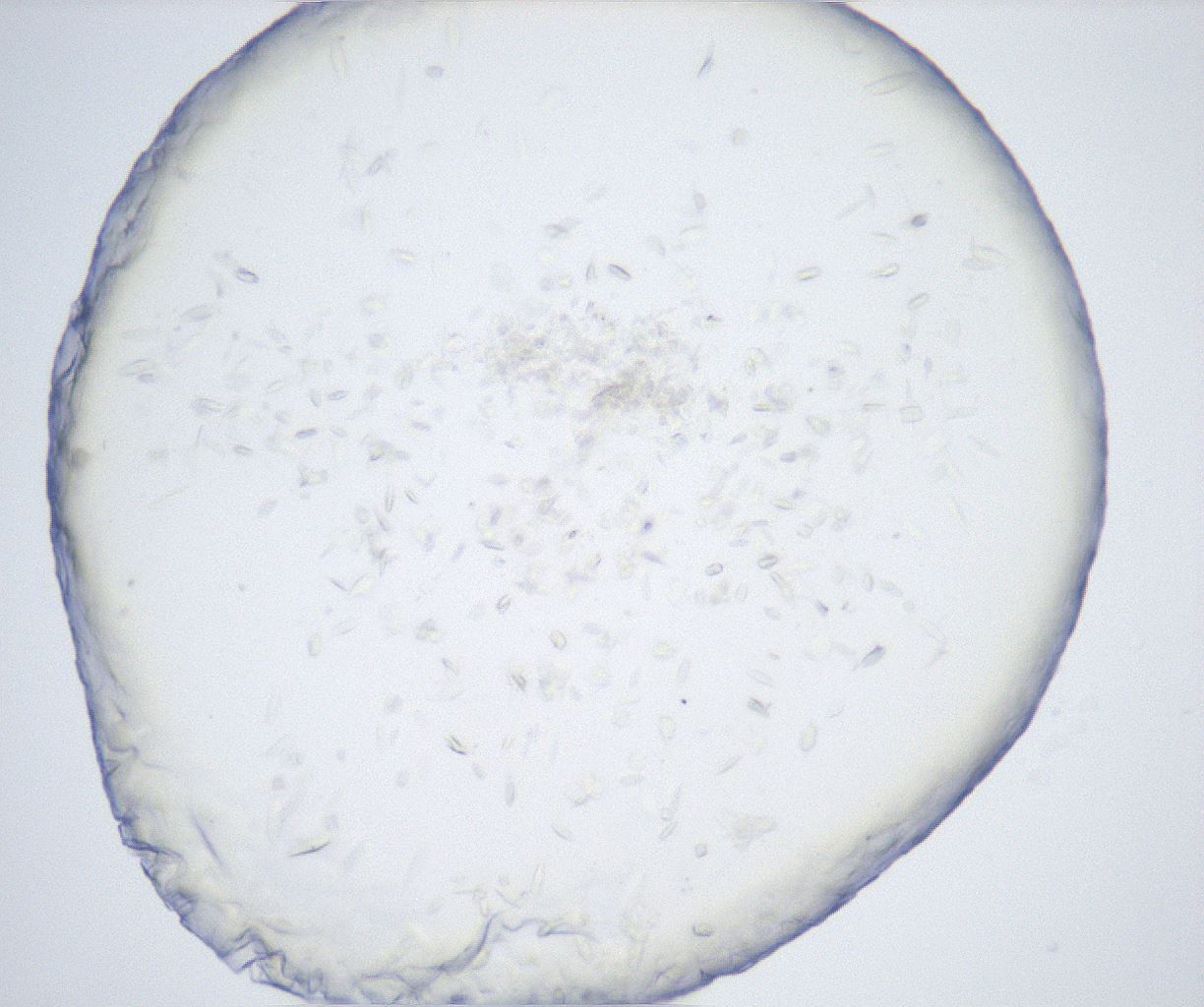folderID528_plateID2528_batchID12500_wellNum53_profileID1_d1_r191820_ef.jpg