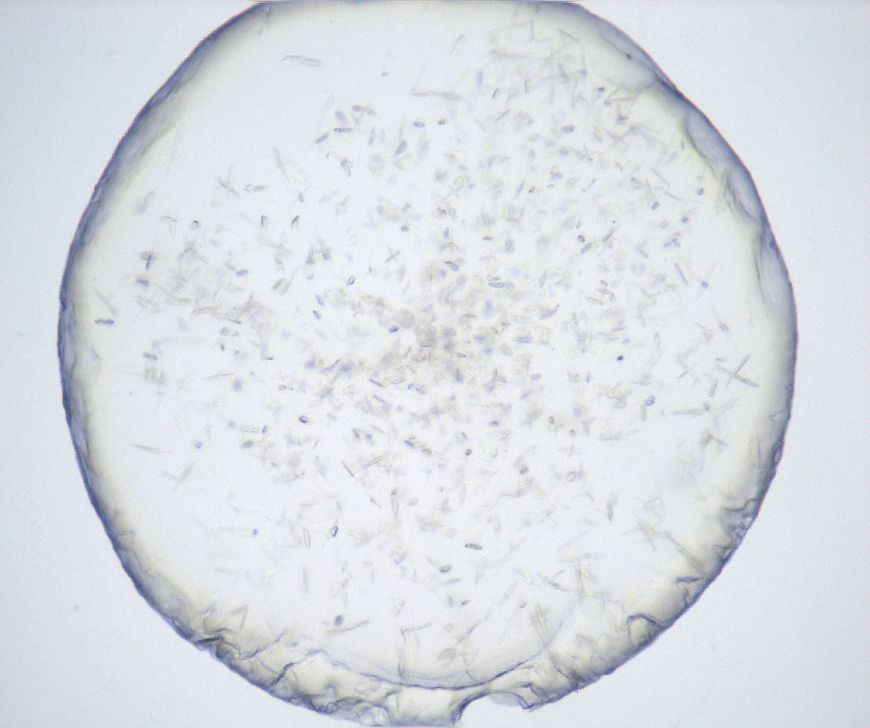 folderID528_plateID2528_batchID12500_wellNum60_profileID1_d1_r191834_ef.jpg