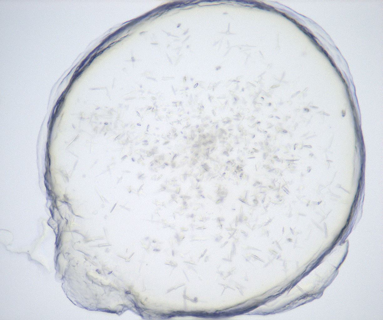 folderID528_plateID2528_batchID12500_wellNum80_profileID1_d1_r191874_ef.jpg