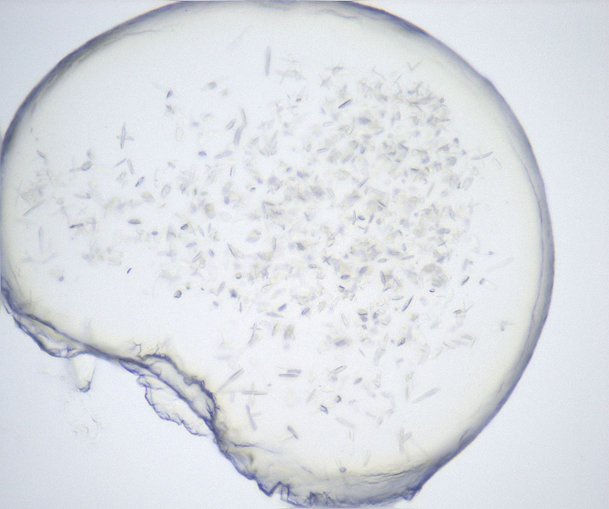 folderID528_plateID2528_batchID12500_wellNum82_profileID1_d1_r191878_ef.jpg