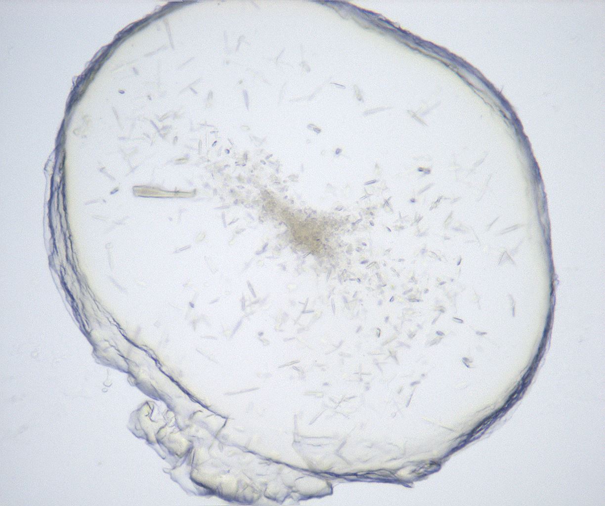 folderID528_plateID2528_batchID12500_wellNum8_profileID1_d1_r191730_ef.jpg