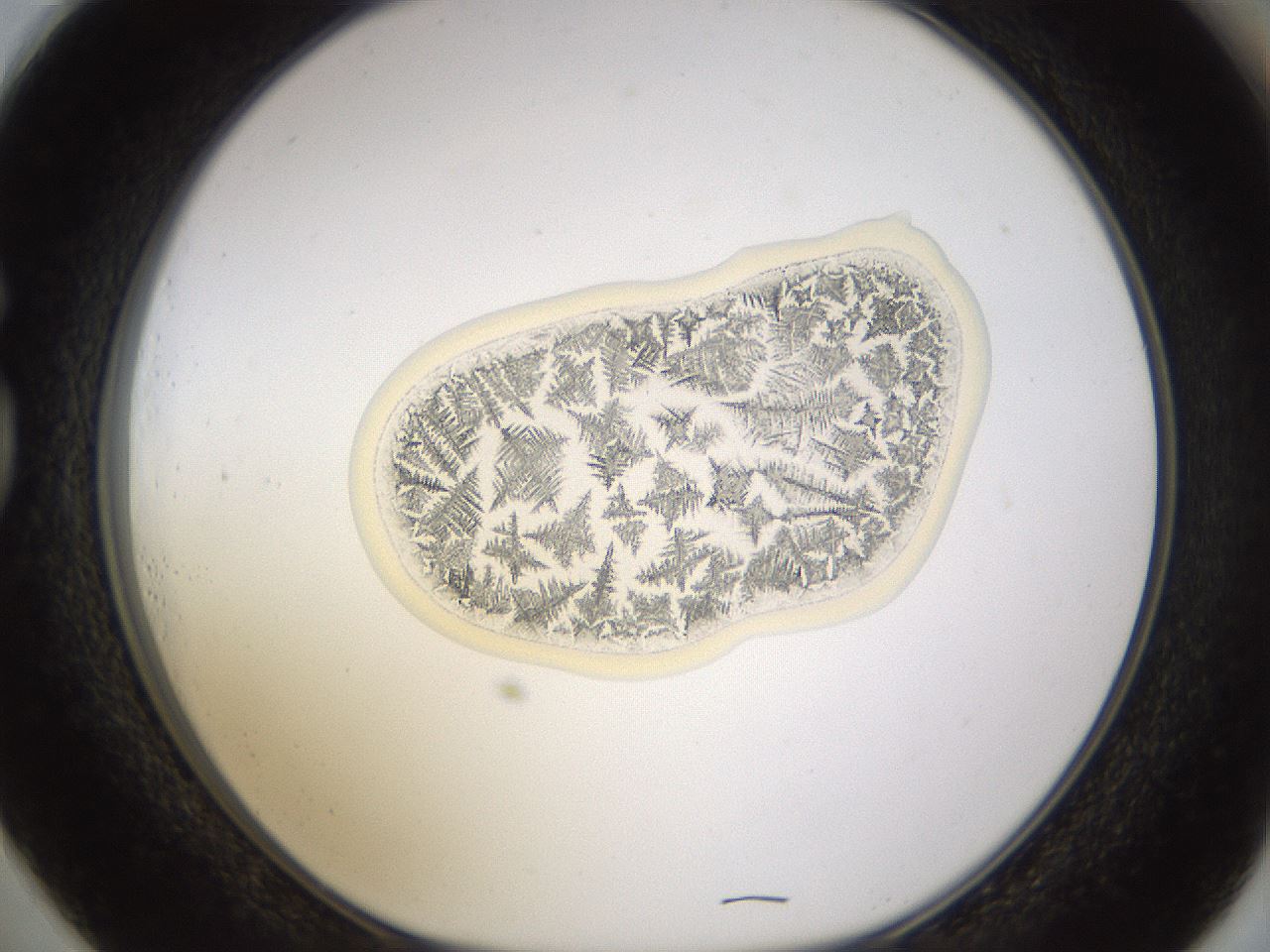 folderID532_plateID1532_batchID6234_wellNum73_profileID1_d1_r99017_ef.jpg
