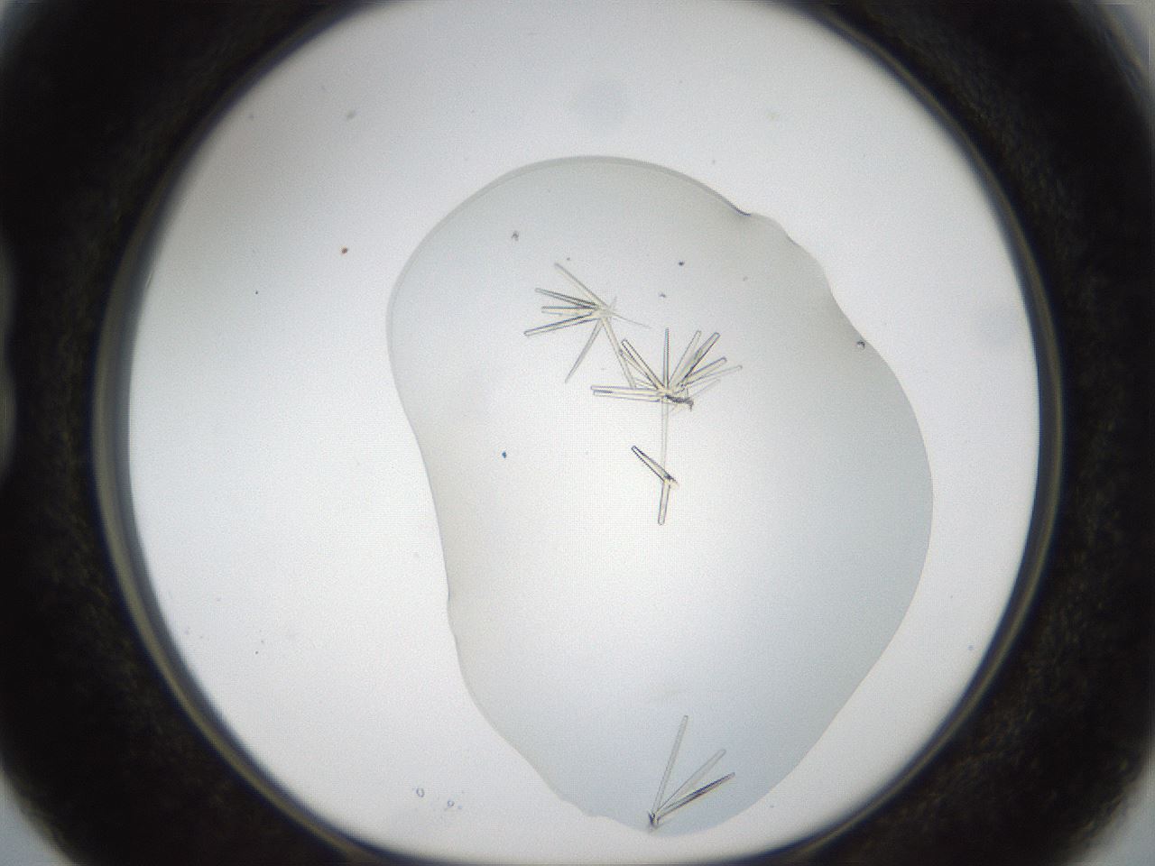 folderID53_plateID1053_batchID2251_wellNum15_profileID1_d1_r47327_ef.jpg