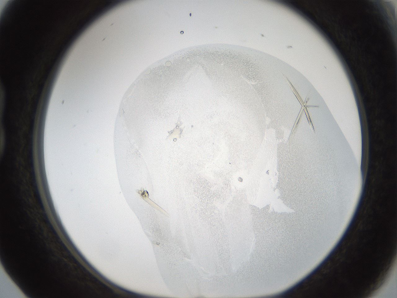 folderID53_plateID1053_batchID2251_wellNum17_profileID1_d1_r47329_ef.jpg