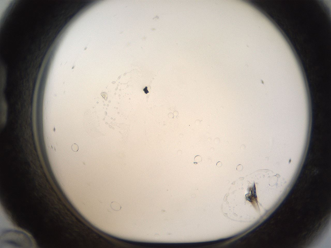 folderID53_plateID1053_batchID2251_wellNum24_profileID1_d1_r47336_ef.jpg