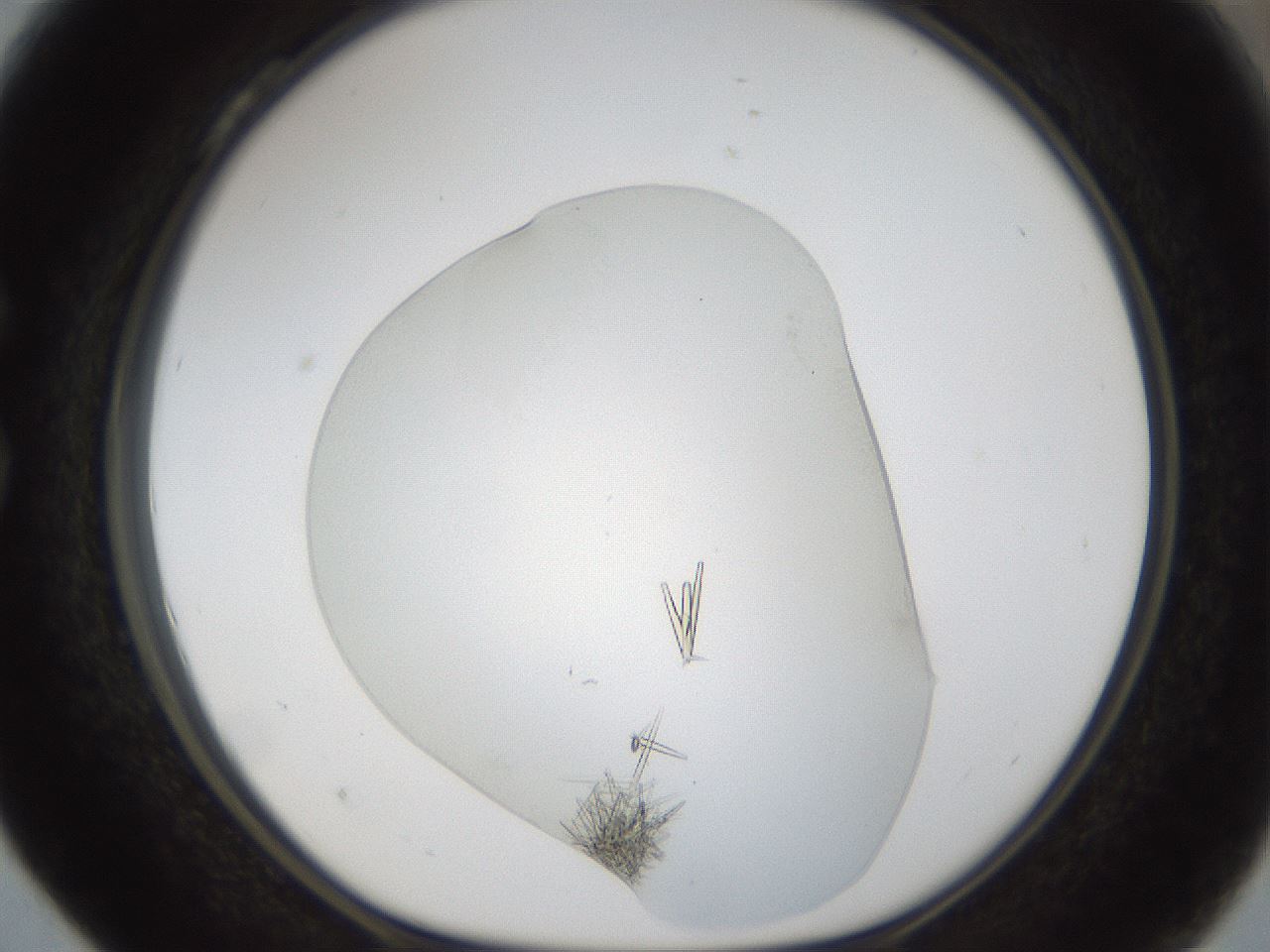 folderID53_plateID1053_batchID2251_wellNum28_profileID1_d1_r47340_ef.jpg
