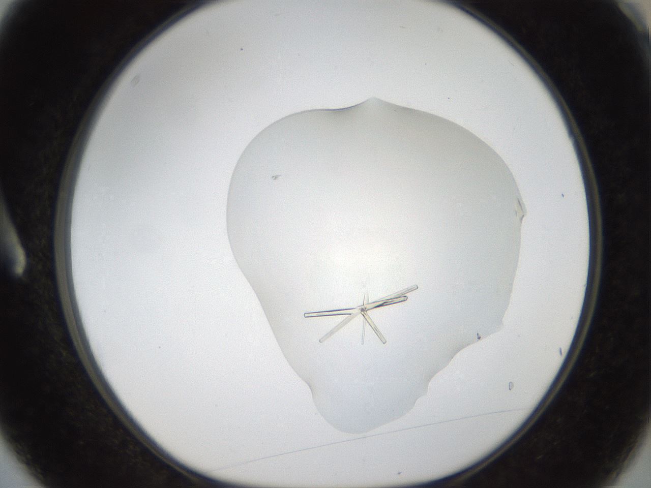folderID53_plateID1053_batchID2251_wellNum3_profileID1_d1_r47315_ef.jpg