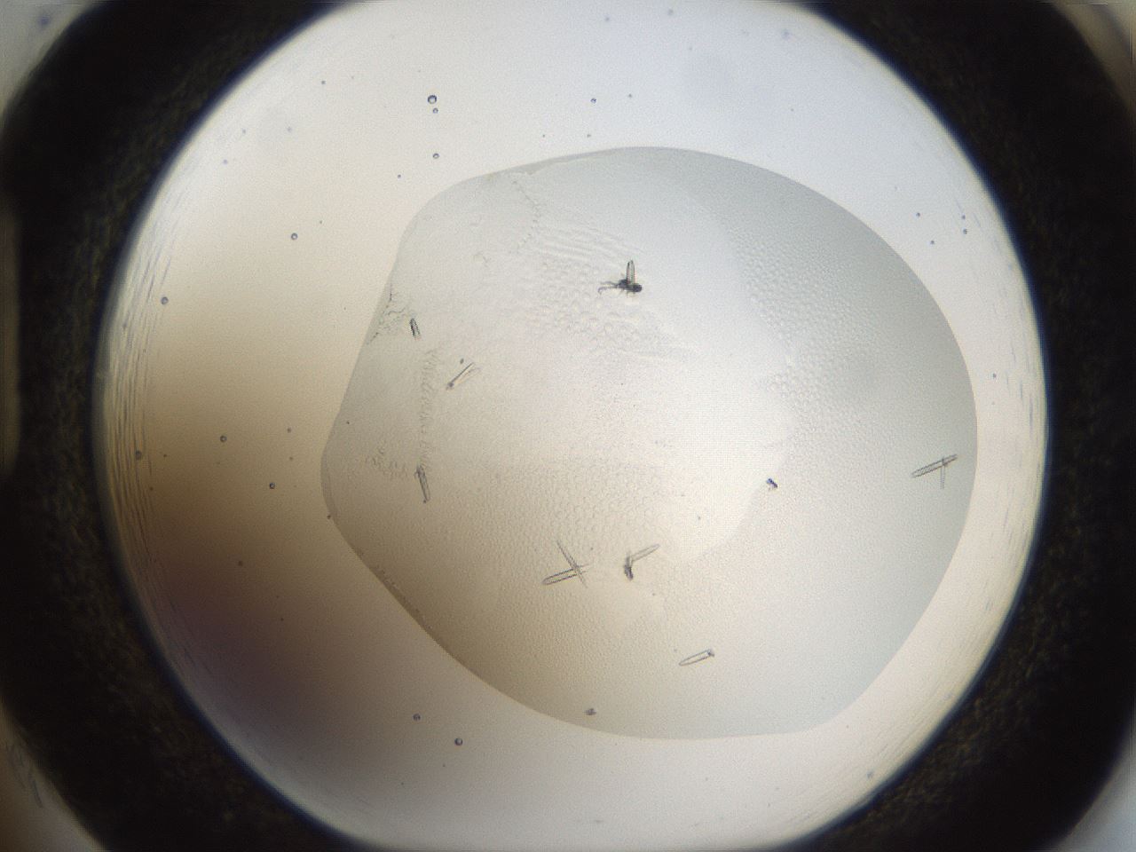 folderID53_plateID1053_batchID2251_wellNum85_profileID1_d1_r47397_ef.jpg