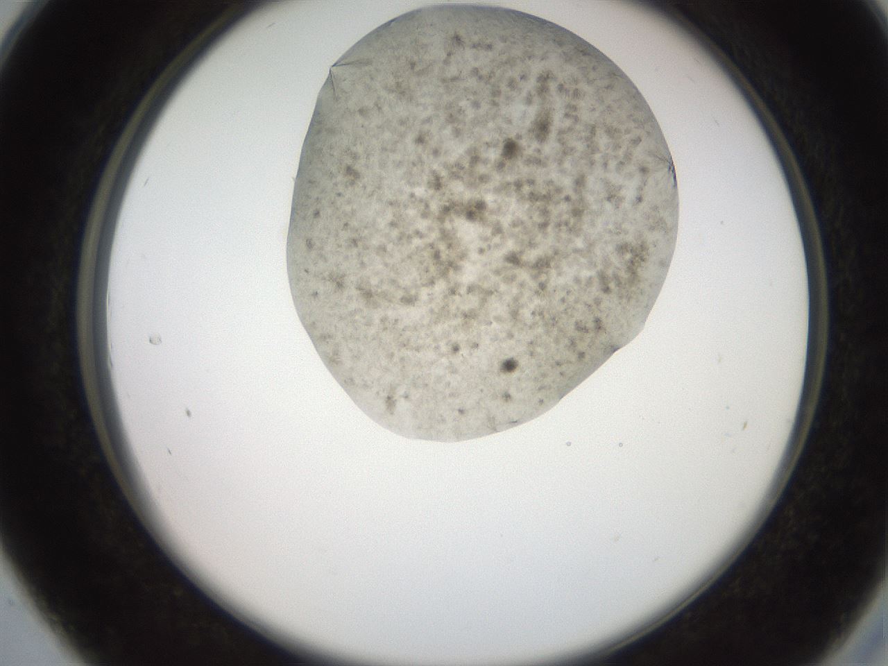 folderID551_plateID2551_batchID12612_wellNum28_profileID1_d2_r194462_ef.jpg