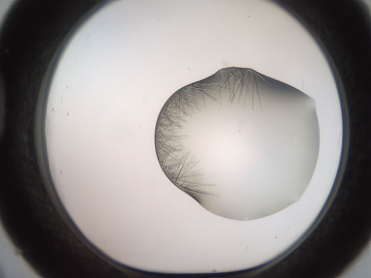 folderID551_plateID2551_batchID12612_wellNum45_profileID1_d1_r194495_ef.jpg