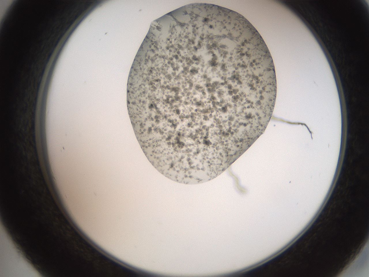 folderID551_plateID2551_batchID12612_wellNum45_profileID1_d2_r194496_ef.jpg