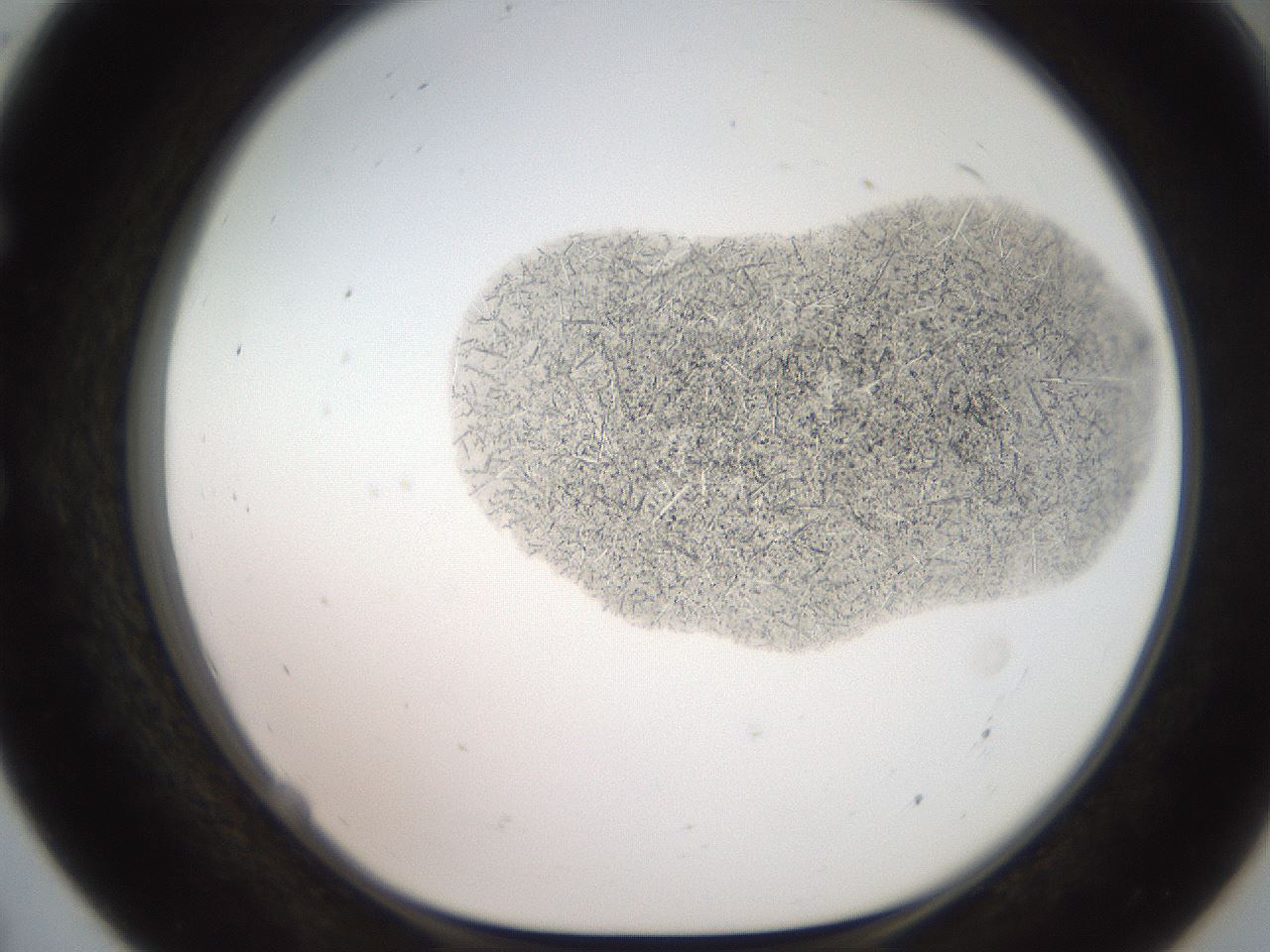 folderID551_plateID2551_batchID12612_wellNum55_profileID1_d1_r194515_ef.jpg