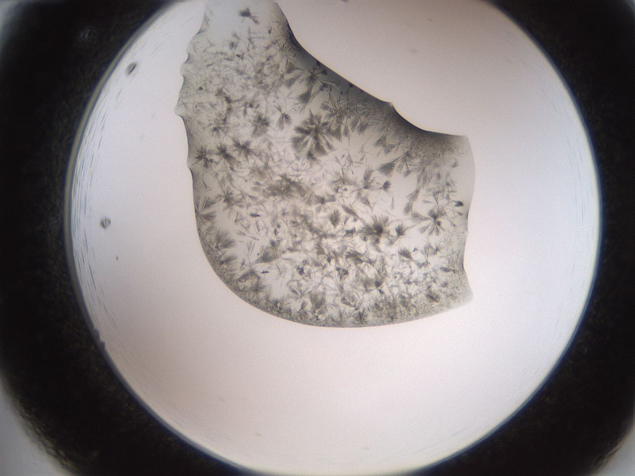 folderID553_plateID2553_batchID12617_wellNum12_profileID1_d2_r194622_ef.jpg