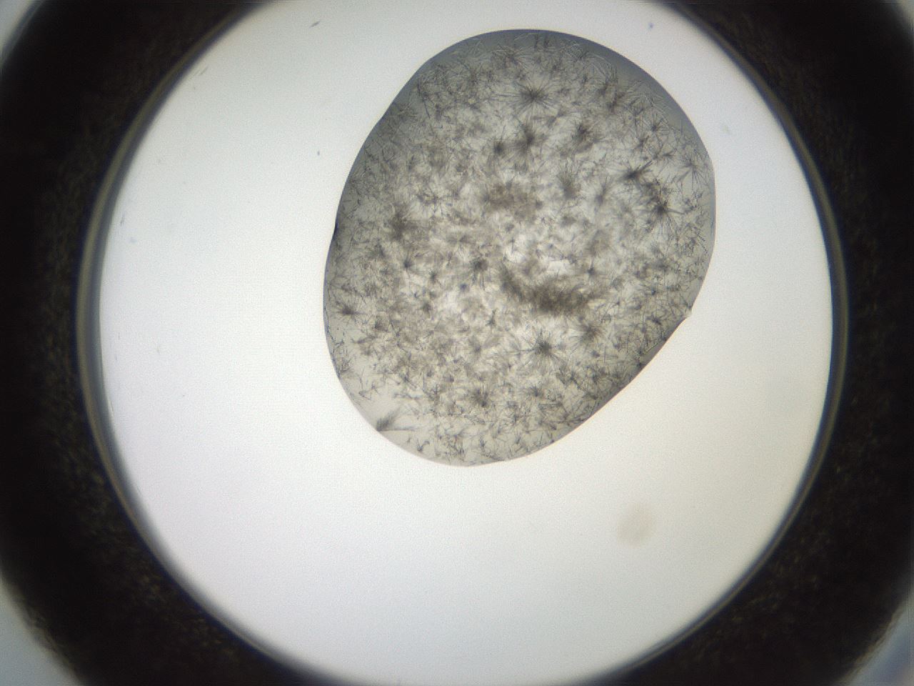 folderID553_plateID2553_batchID12617_wellNum26_profileID1_d2_r194650_ef.jpg