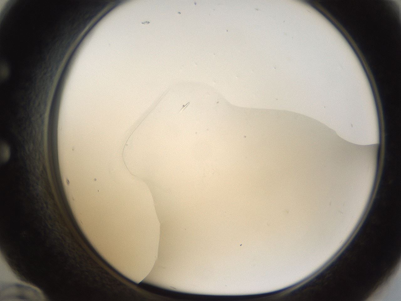 folderID53_plateID1053_batchID2251_wellNum60_profileID1_d1_r47372_ef.jpg