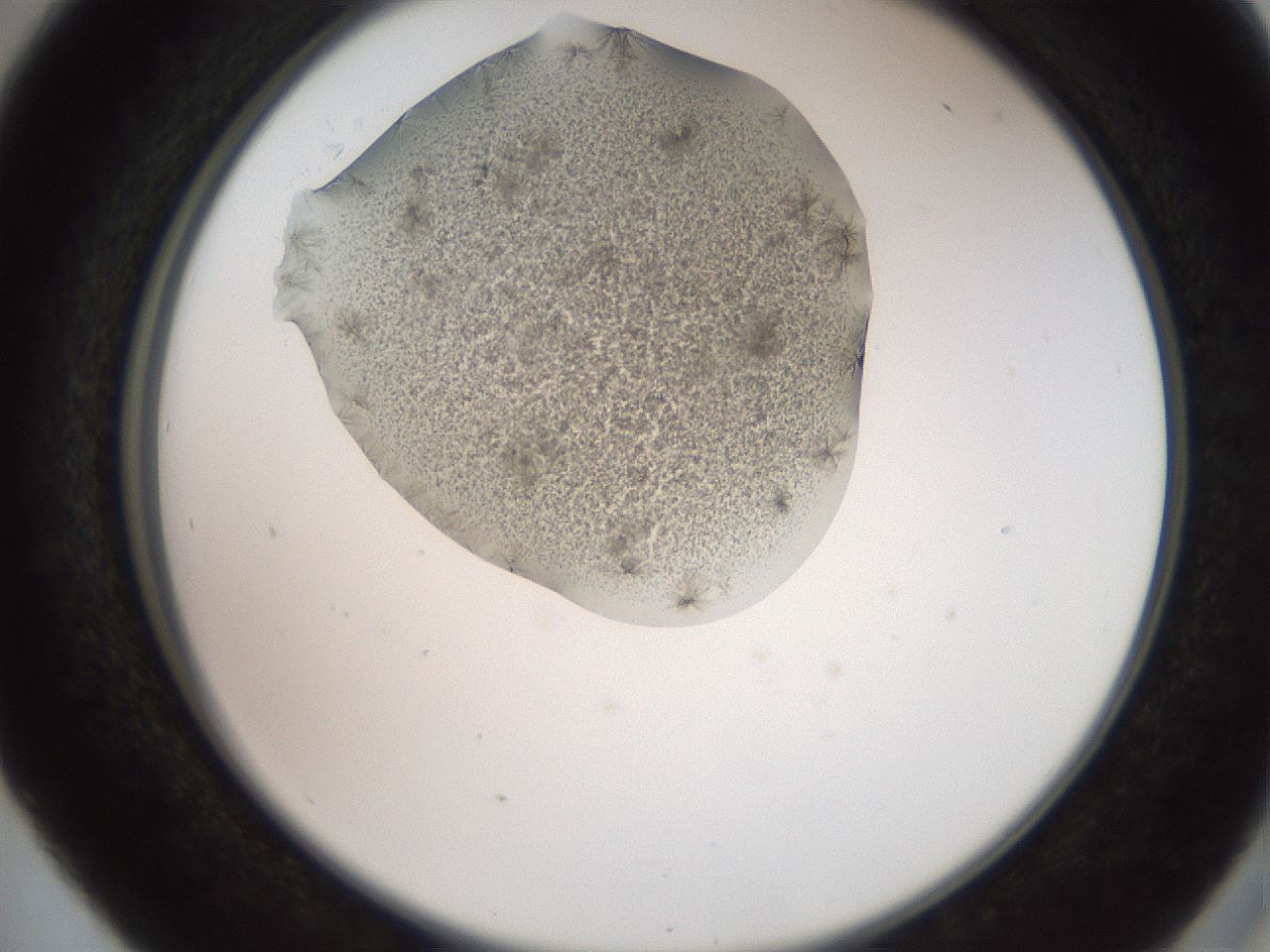 folderID551_plateID2551_batchID12612_wellNum41_profileID1_d2_r194488_ef.jpg