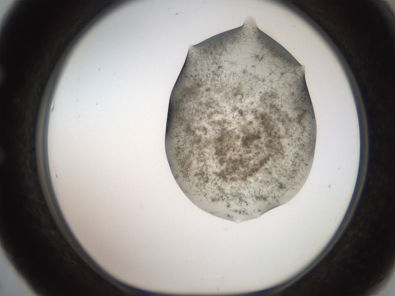 folderID553_plateID2553_batchID12617_wellNum53_profileID1_d1_r194703_ef.jpg