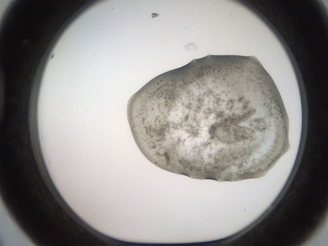folderID553_plateID2553_batchID12617_wellNum44_profileID1_d1_r194685_ef.jpg