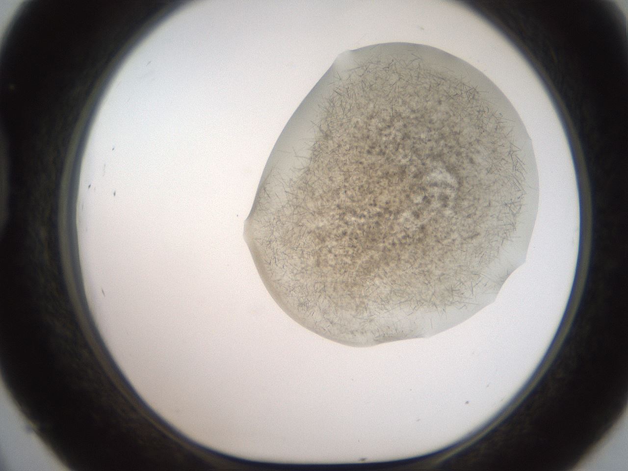folderID553_plateID2553_batchID12617_wellNum45_profileID1_d1_r194687_ef.jpg