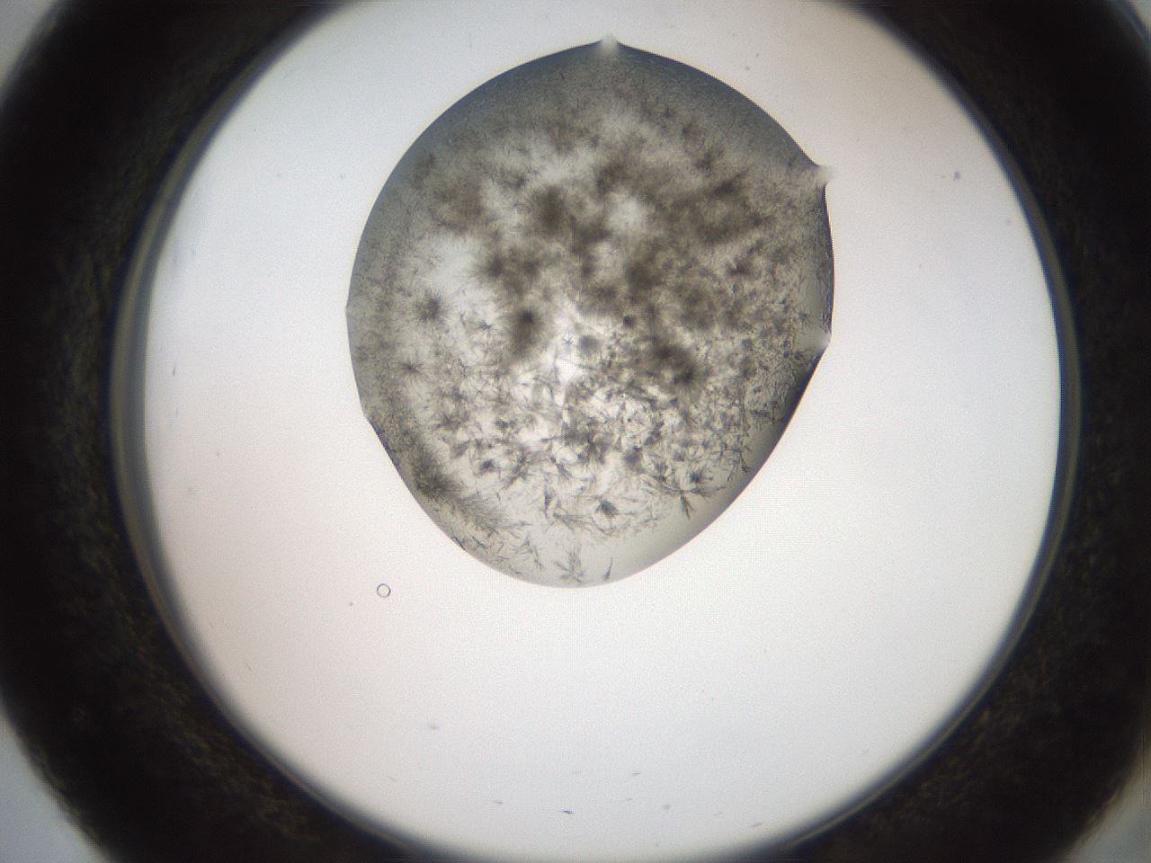 folderID553_plateID2553_batchID12617_wellNum51_profileID1_d2_r194700_ef.jpg