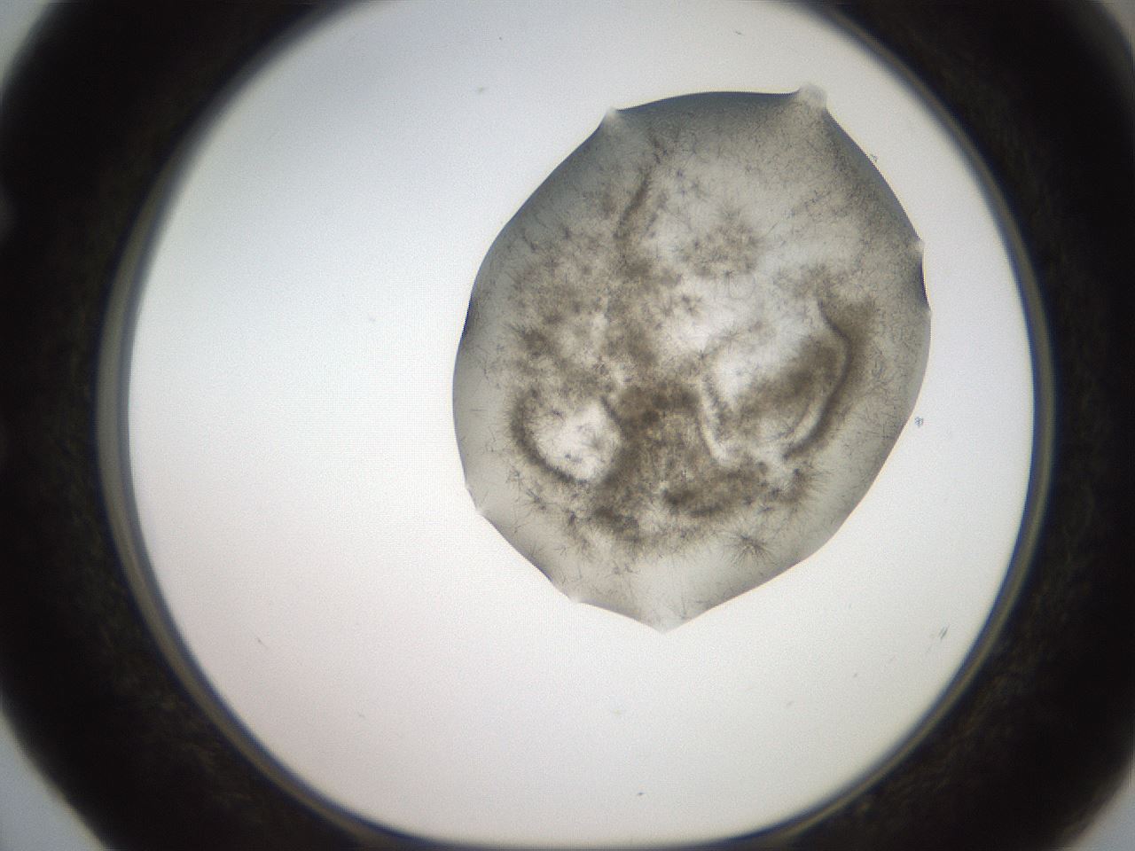 folderID553_plateID2553_batchID12617_wellNum52_profileID1_d1_r194701_ef.jpg