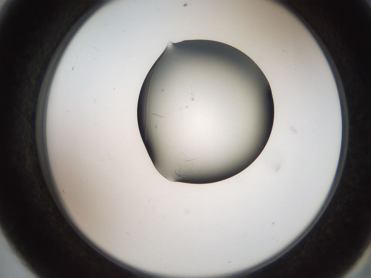 folderID553_plateID2553_batchID12617_wellNum56_profileID1_d2_r194710_ef.jpg