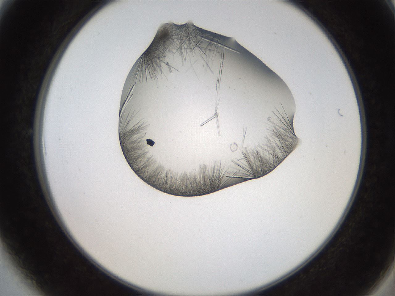 folderID553_plateID2553_batchID12617_wellNum6_profileID1_d2_r194610_ef.jpg