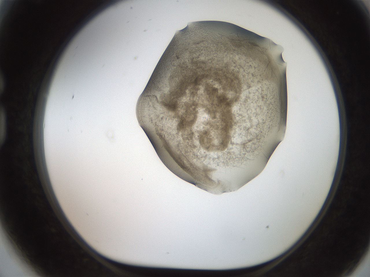 folderID553_plateID2553_batchID12617_wellNum81_profileID1_d1_r194759_ef.jpg