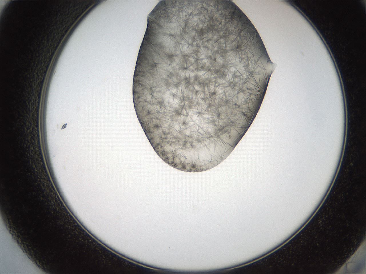 folderID553_plateID2553_batchID12617_wellNum84_profileID1_d2_r194766_ef.jpg
