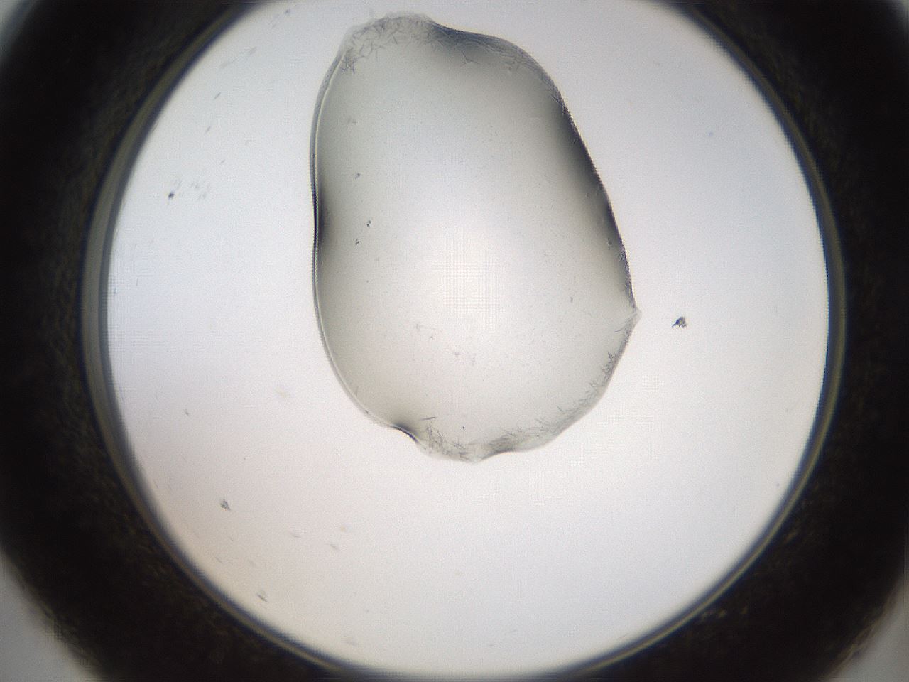 folderID555_plateID2555_batchID12621_wellNum9_profileID1_d2_r194808_ef.jpg