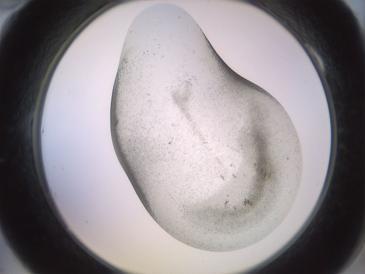 folderID559_plateID2559_batchID12940_wellNum10_profileID1_d2_r195964_ef.jpg