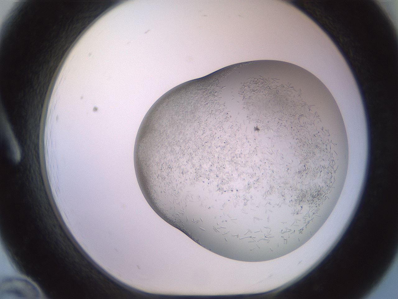 folderID559_plateID2559_batchID12940_wellNum12_profileID1_d1_r195967_ef.jpg