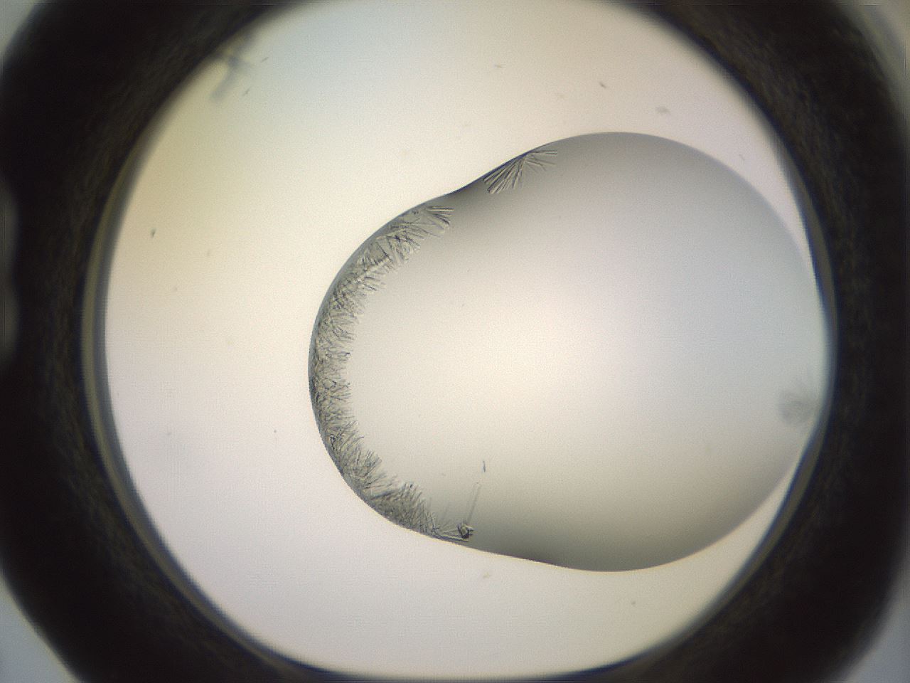 folderID559_plateID2559_batchID12940_wellNum17_profileID1_d1_r195977_ef.jpg