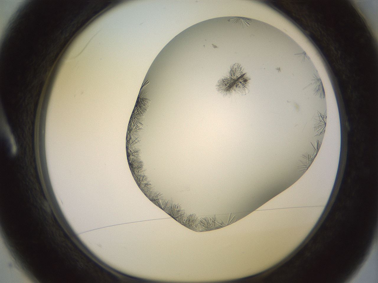 folderID559_plateID2559_batchID12940_wellNum1_profileID1_d1_r195945_ef.jpg