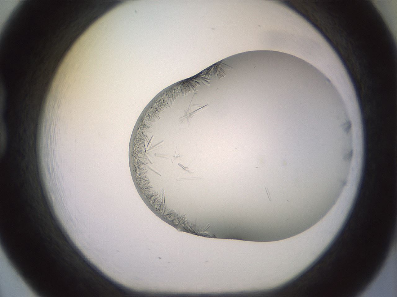 folderID559_plateID2559_batchID12940_wellNum20_profileID1_d1_r195983_ef.jpg
