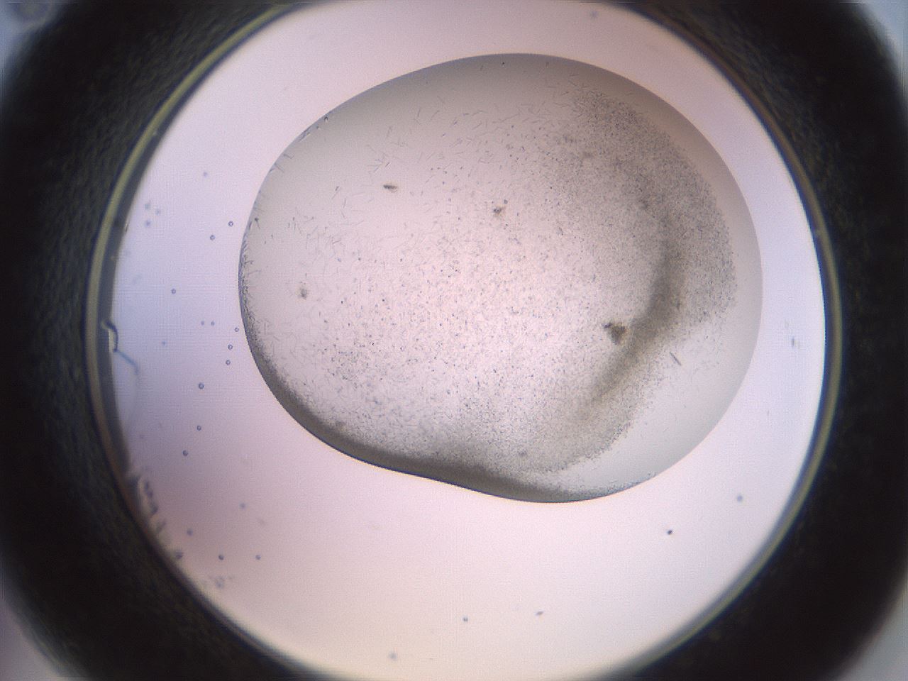 folderID559_plateID2559_batchID12940_wellNum23_profileID1_d2_r195990_ef.jpg