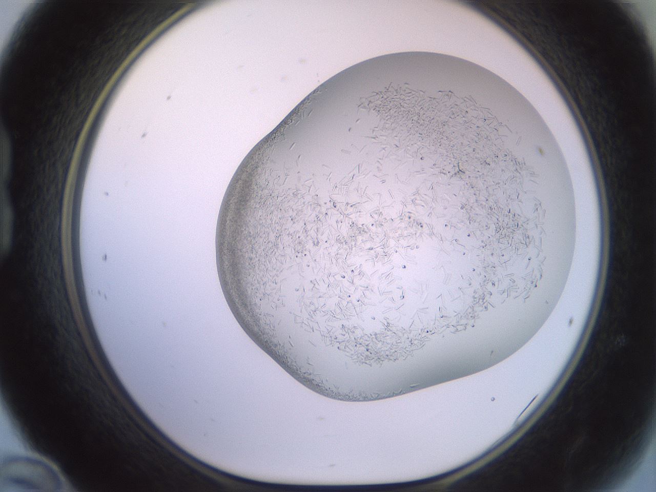 folderID559_plateID2559_batchID12940_wellNum24_profileID1_d1_r195991_ef.jpg
