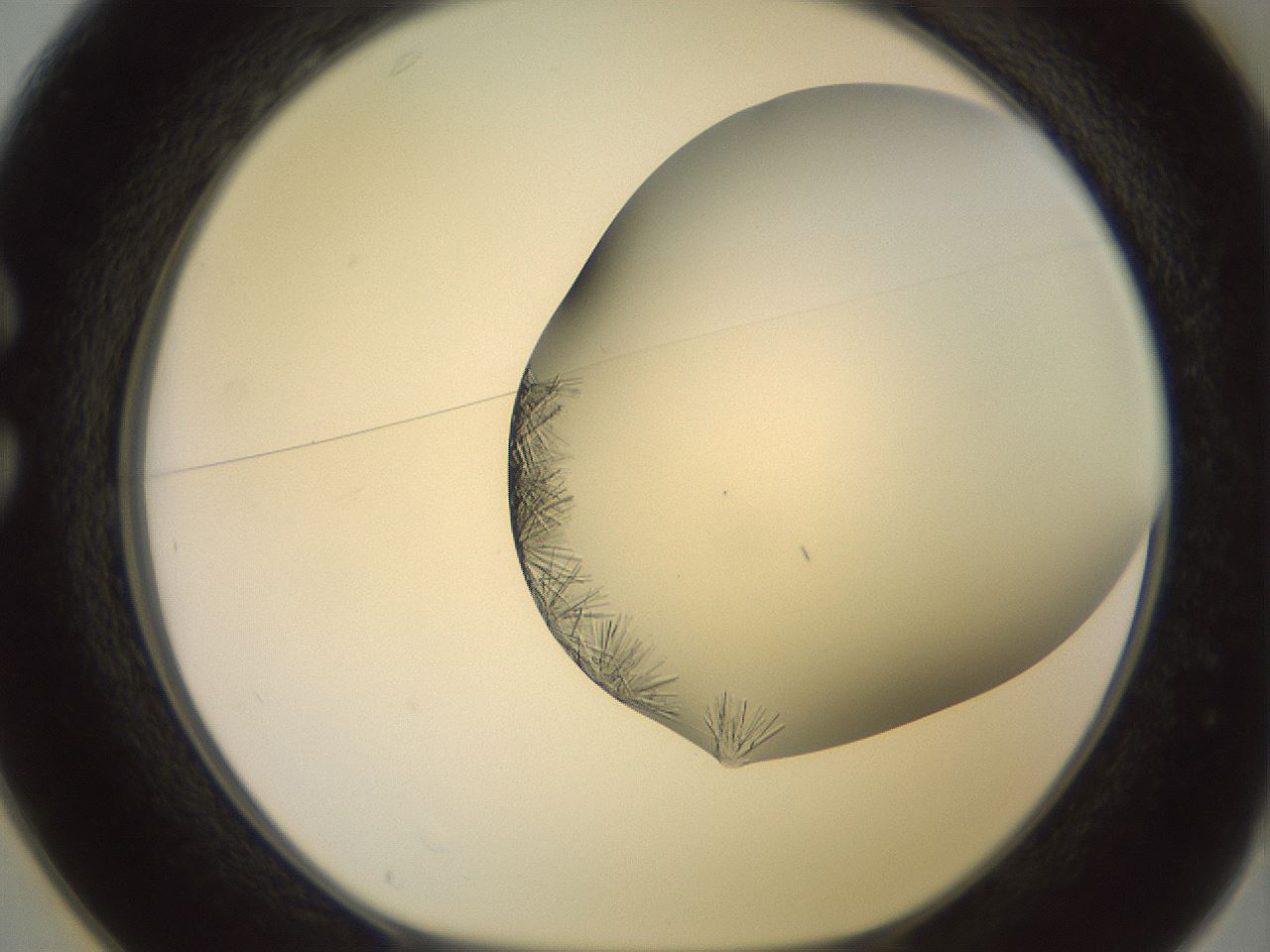 folderID559_plateID2559_batchID12940_wellNum25_profileID1_d1_r195993_ef.jpg