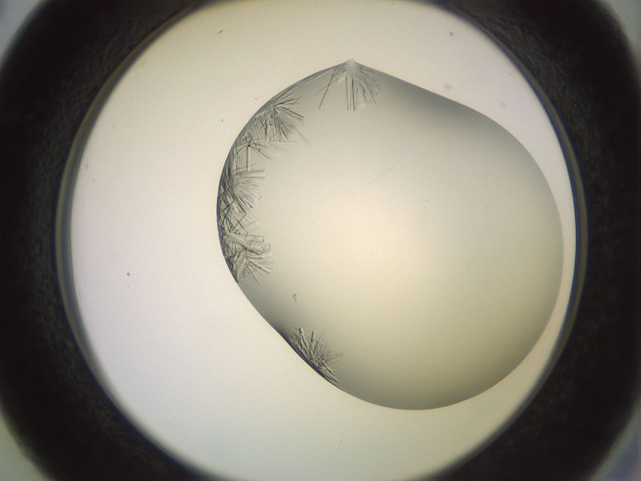 folderID559_plateID2559_batchID12940_wellNum26_profileID1_d2_r195996_ef.jpg