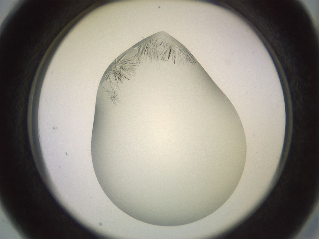 folderID559_plateID2559_batchID12940_wellNum28_profileID1_d2_r196000_ef.jpg