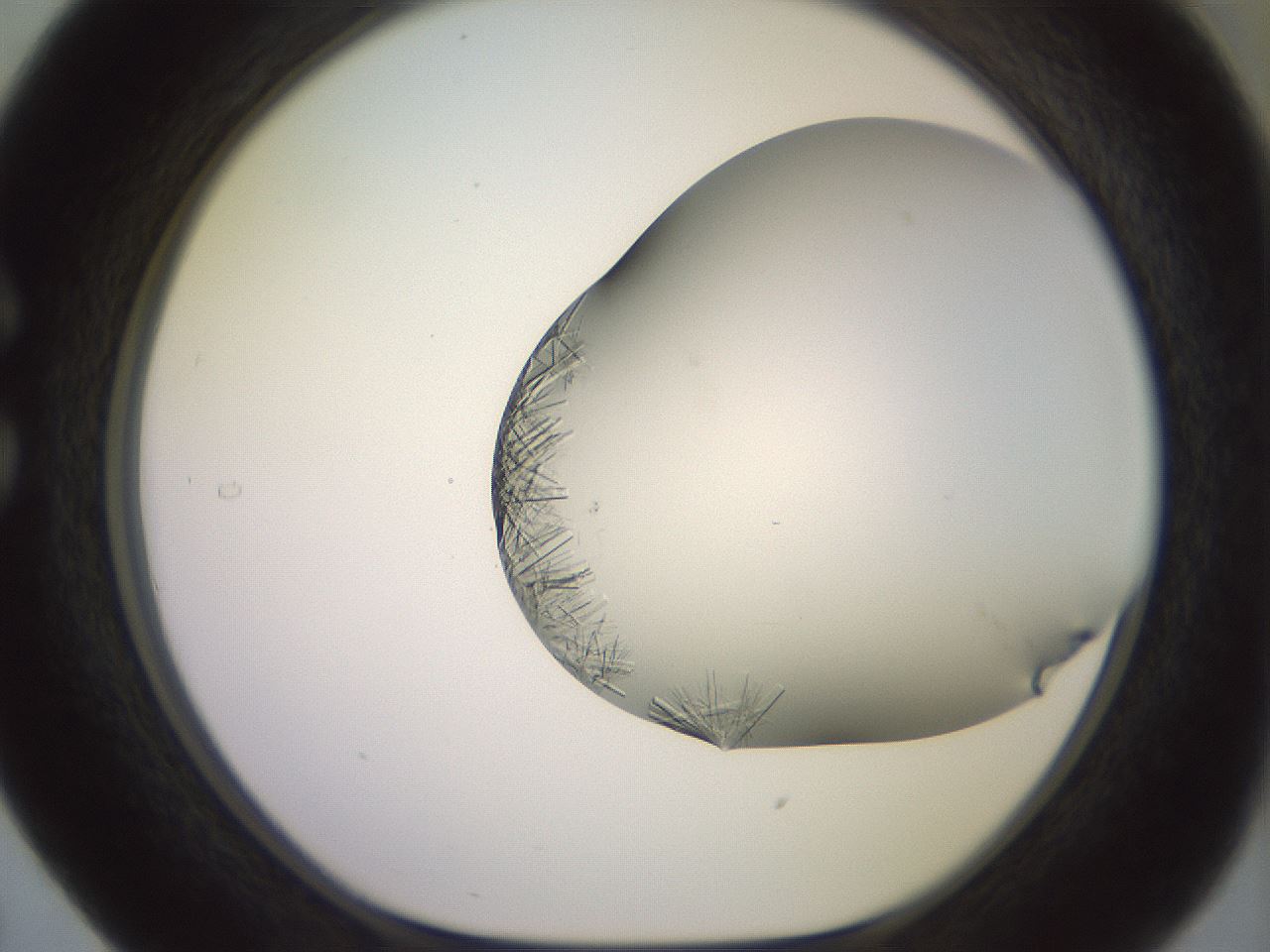 folderID559_plateID2559_batchID12940_wellNum29_profileID1_d1_r196001_ef.jpg