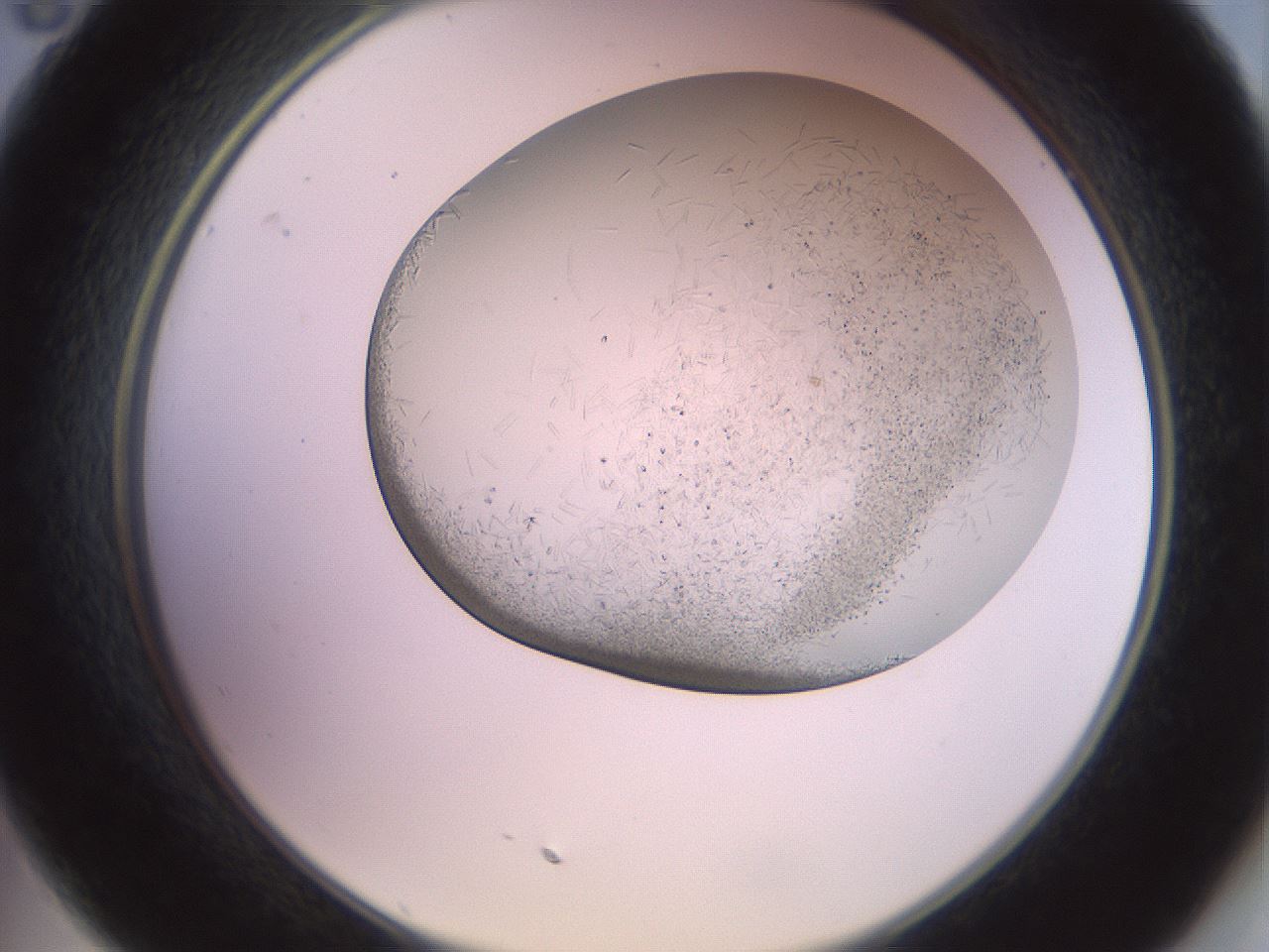 folderID559_plateID2559_batchID12940_wellNum35_profileID1_d2_r196014_ef.jpg