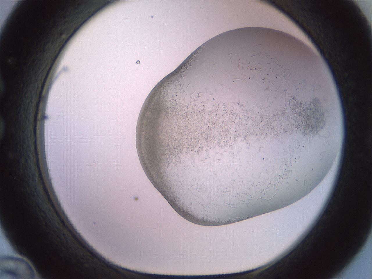 folderID559_plateID2559_batchID12940_wellNum36_profileID1_d1_r196015_ef.jpg